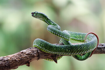 Trimeresurus calamitas with defensive position on branch, Trimeresurus calamitas on tree,...