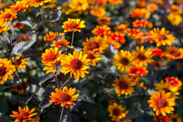Fototapeta premium rudbeckia flowers in the garden - soft focus