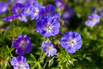 Fototapeta premium Geranium magnificum in the garden - sofr focus