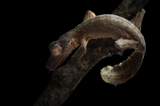 Leaf-tailed gecko (Uroplatus henkeli) closeup on tree with black background, Leaf-tailed gecko (Uroplatus henkeli) isolated on black background