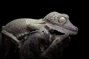 Leaf-tailed gecko (Uroplatus henkeli) closeup on tree with black background, Leaf-tailed gecko...