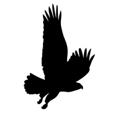 silhouette of a flying bird on a white background, vector