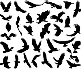 set of silhouettes eagles flying in different poses, vector