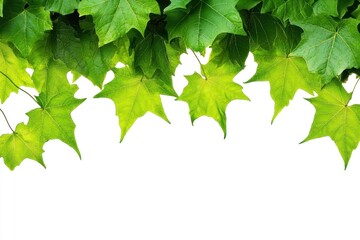 Real leaf border sycamore plant green.