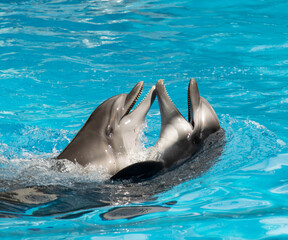 Two dolphins are swimming in the ocean, one of which is to the left of the other