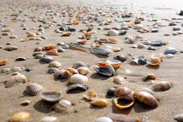 Seashells scattered across a sandy beach at sunrise with gentle waves lapping in the background