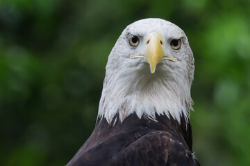 Closeup head from side view Bald eagle portrait (Haliaeetus leucocephalus)