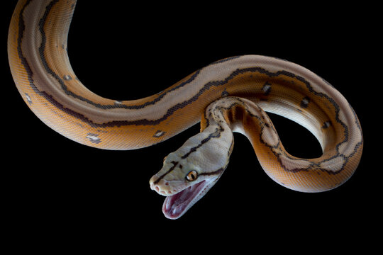 Reticulatus python morph albino motley orange glow, Reticulatus python snake, Reticulatus python  closeup on black backkground