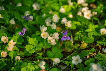 White anemone flowers growing in spring forest, natural seasonal background