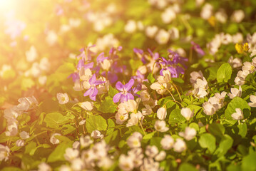White anemone and violet flowers growing in spring forest, natural seasonal background
