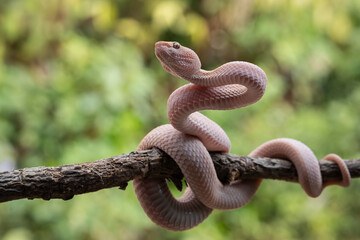 Trimeresurus purpureomaculatus on branch, Mangrove pit viper with defensive position on branch 