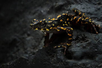 Bleeding Toad or Leptophryne cruentata closeup on stone, Leptophryne cruentata closeup on isolated background, Indonesian toad, Bleeding toad