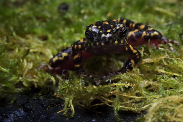 Bleeding toad or Leptophryne cruentata closeup on moss, Leptophryne cruentata closeup on isolated background, Indonesian toad, Bleeding toad