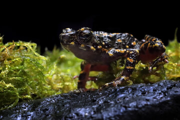 Bleeding toad or Leptophryne cruentata closeup on moss, Leptophryne cruentata closeup on isolated background, Indonesian toad, Bleeding toad