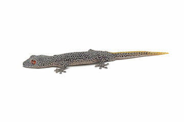 Golden-tailed gecko (Strophurus taenicauda) lizard isolted on white background, Golden-tailed gecko (Strophurus taenicauda) closeup