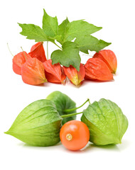 Physalis fruit isolated on white background 