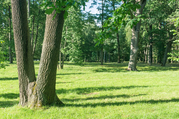 view of landscape park with lawn and old trees © Evgeny