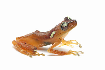 Nyctixalus margaritifer closeup on on isolated background, Nyctixalus margaritifer closeup