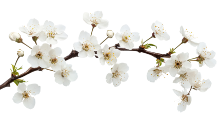 White cherry blossoms blooming on a tree branch in spring