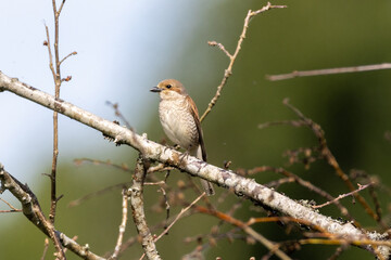 Red backed shrike on a branch
