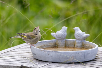 Green finch drinking