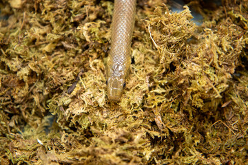 Photo of The Aesculapian snake which is a species of nonvenomous snake native to Europe in it's natural environment covered by moss