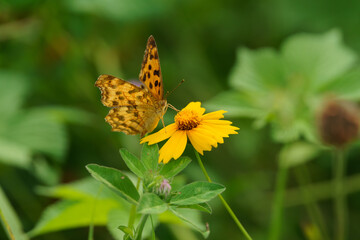 Asian comma