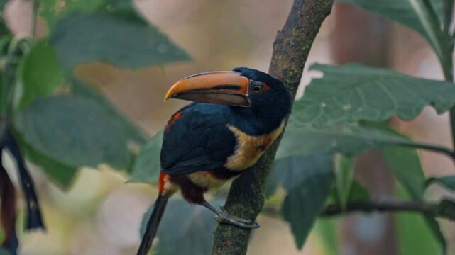 Ecuador high mountain Tuocan in Mindo Cloud forest (Tucancillo collarejo).