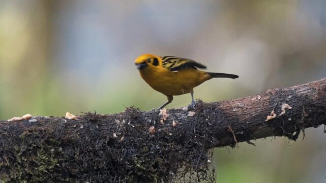 Golden tanager bird in Mindo, Ecuador.