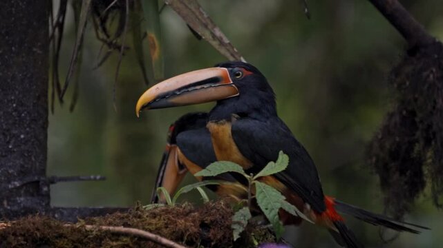 Ecuador high mountain Tuocans eating in Mindo Cloud forest (Tucancillo collarejo).
