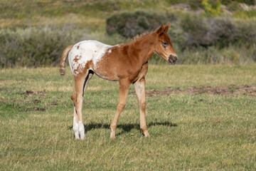 Rural scene of the sideview of a red and white Appaloosa foal standing in a pasture of green grass on a farm..
