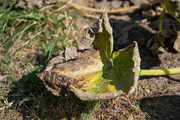 Sick pumpkin leaf in the garden in summer, pests in the garden.