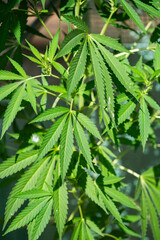 Cannabis leaves growing in the garden in summer.