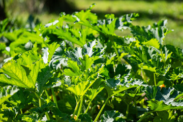 Zucchini leaves in the summer garden on a sunny day.