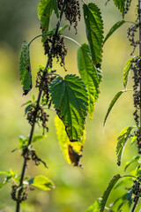 Nettle growing in a field in summer.