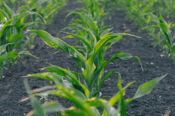 A vast expanse of fertile land covered in a multitude of vibrant green plants, thriving in the rich soil.