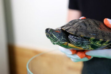 People care for and play with a pet red-eared turtle.