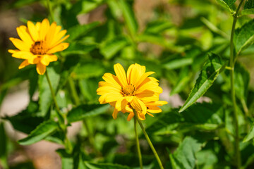 Yellow wildflowers in the garden on a sunny day in summer.