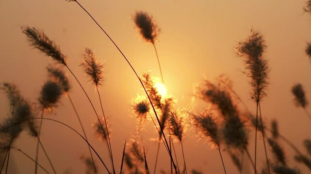 blooming of saccharum spontaneum or kashful in Bengali, White grass flower blowing in the wind with sunlight