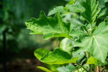 Eggplant leaf in the garden in summer.
