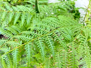 close up view of fern leaves in the wild