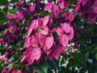 dark purple Bougainvillea flower background