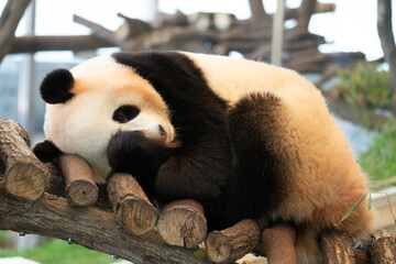 パンダ / Panda