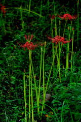 曼珠沙華