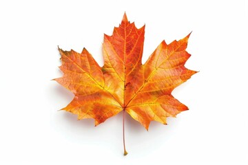 Fototapeta premium Maple leaf illustration photography chandelier.