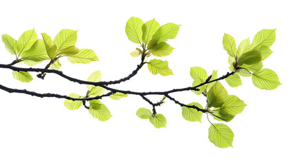 Obraz premium Green leaves on a branch isolated against a white background, showcasing the beauty of nature and fresh foliage
