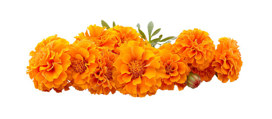 A bunch of orange marigold flowers are arranged in a row isolated on transparent background. Day of the dead, Dia de los muertos design
