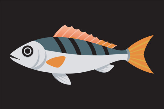 A vivid image of an Atlantic wreckfish against a black background, displaying vibrant colors and distinctive features like orange stripes, black and white bands, and orange spots.