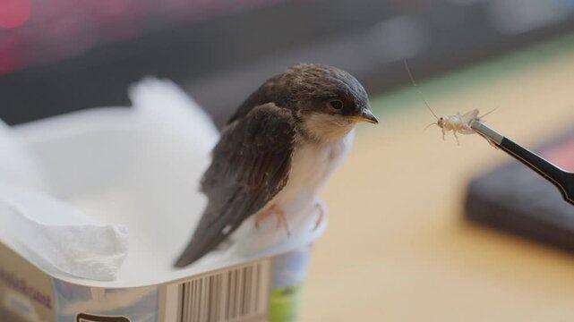 Junge gerettete Mehlschwalbe wird mit Heimchen gef&uuml;ttert und aufgepeppelt f&uuml;r ihren ersten Flug