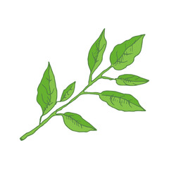 Hand drawn vector sketch of lemon tree branch with  leaves.  Great for poster, menu or label.
